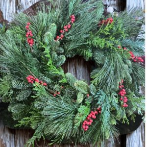 coronita ilex eucalipt nobilis si conifere 30 40 cm